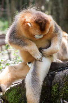 川金丝猴 整理皮毛