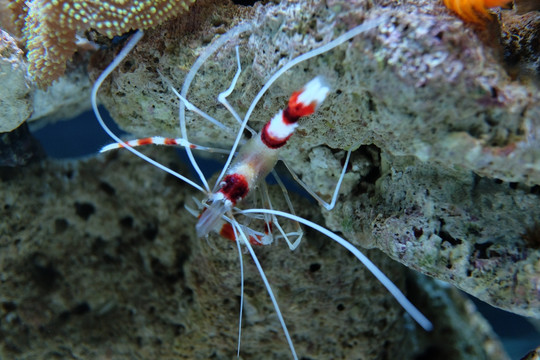 珊瑚礁 海胆 海藻 海底世界
