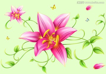 百合花手繪圖