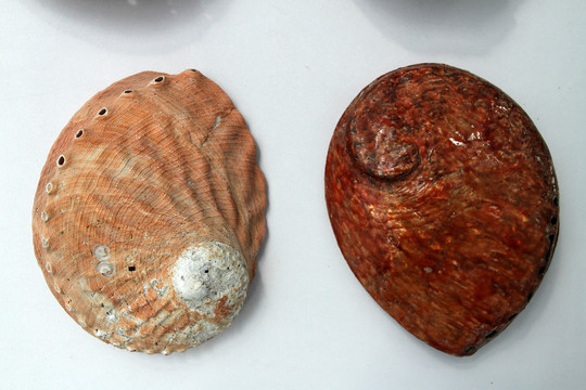 贝壳 海螺 工艺品 装饰品