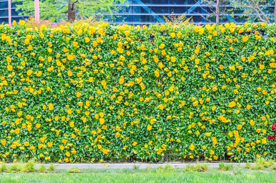 花墙 植物墙