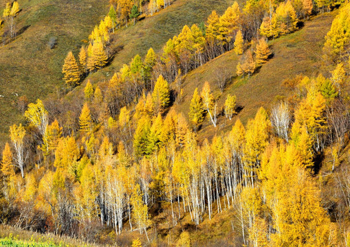 满山白桦