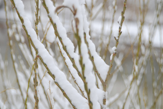 春雪落枝头