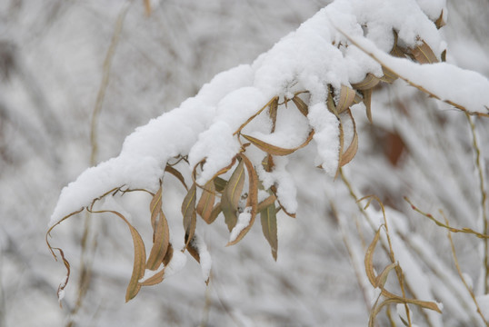 雪落树叶