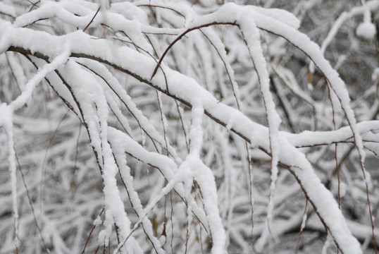 雪压树枝