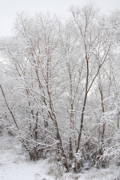 树木和雪