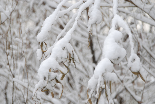 雪落树枝