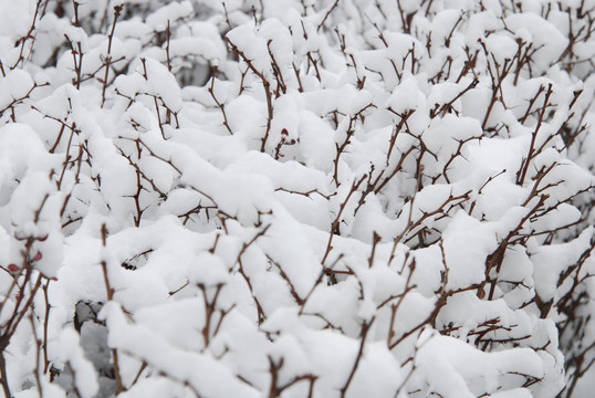 雪和灌木