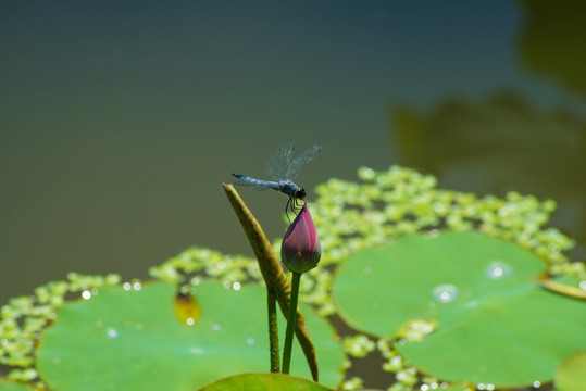 蜻蜓与荷花