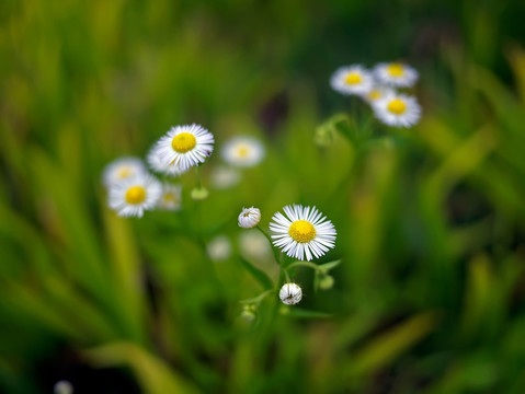 一年蓬白色花朵特写