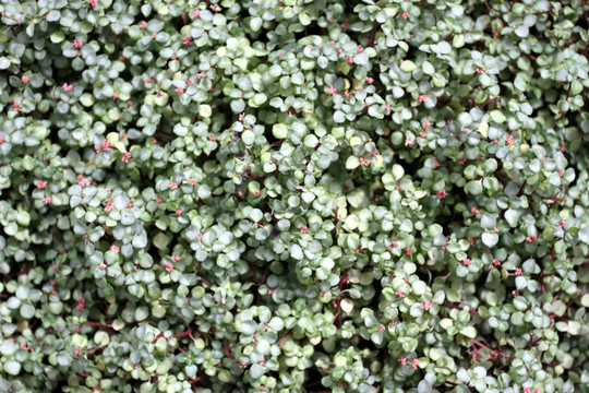 花卉 植物墙 背景墙 绿植 花