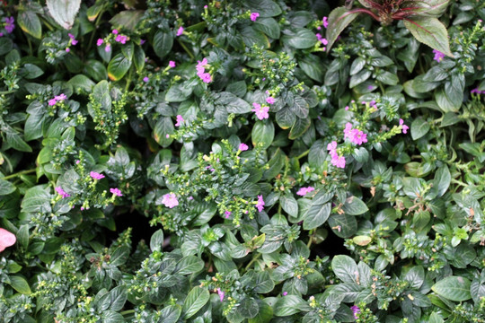 花卉 植物墙 背景墙 绿植 花