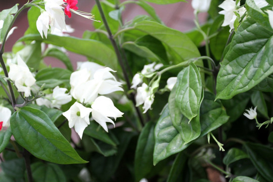 花卉 植物园 绿植 植物 花朵