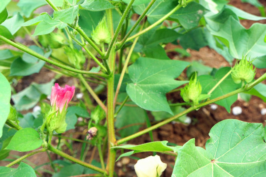 棉花开花