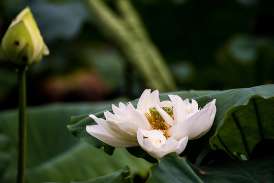 荷花 碧莲