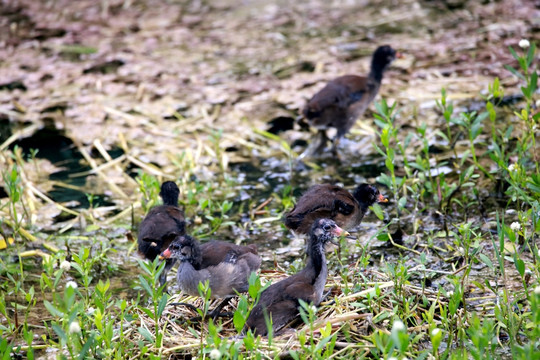 湿地鸟巢