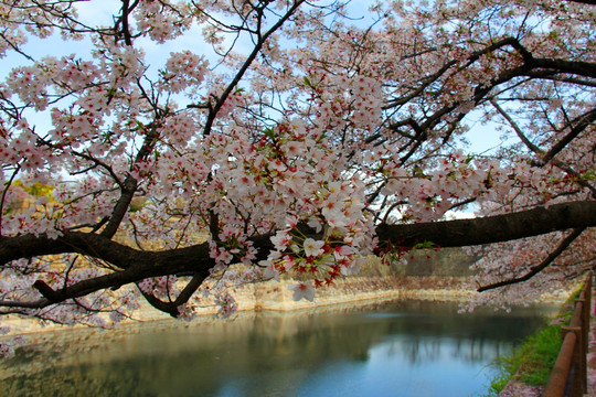 日本樱花