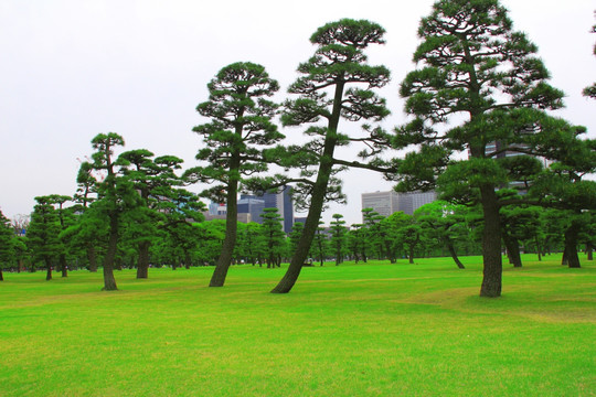 松树林草坪