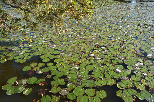 莲池