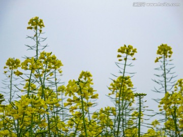 油菜花
