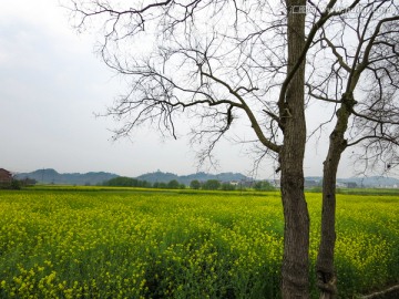 田园田野