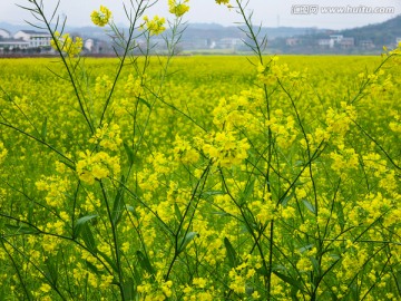 油菜花