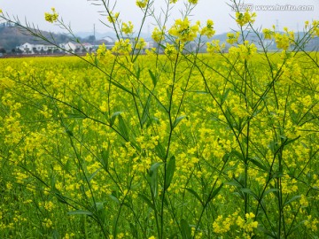 田园田野