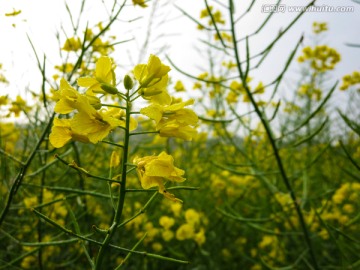 油菜花