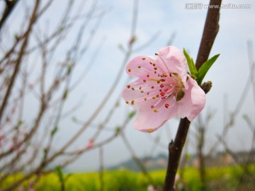 桃花