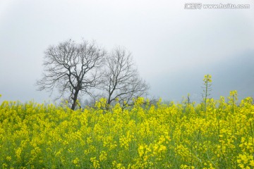 油菜花