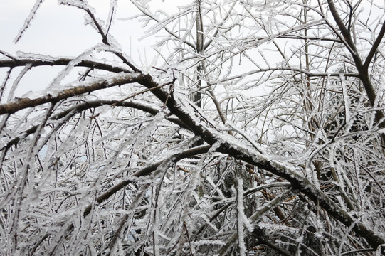 雪景