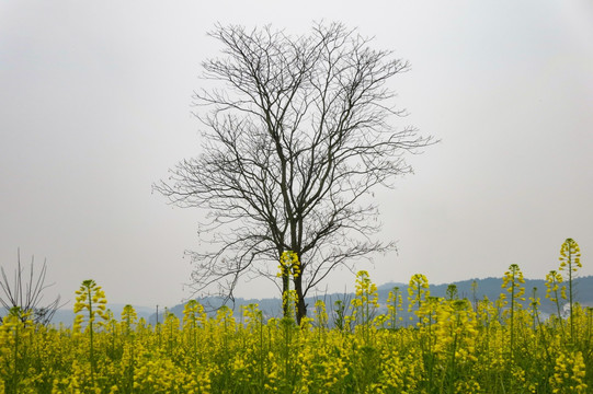 乡村风光