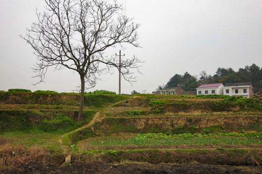 乡村风光