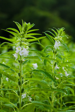 芝麻花