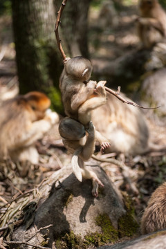 川金丝猴