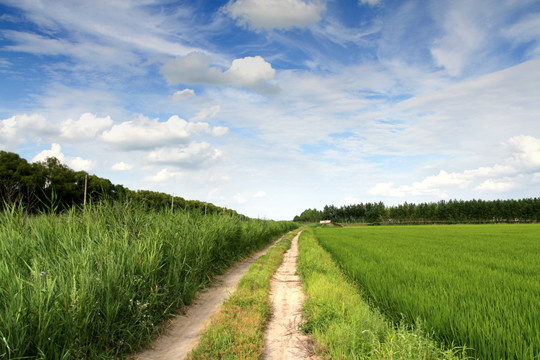 IM田间路 防风林 路 小路