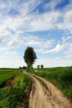 田间路 防风林 路 小路 马路