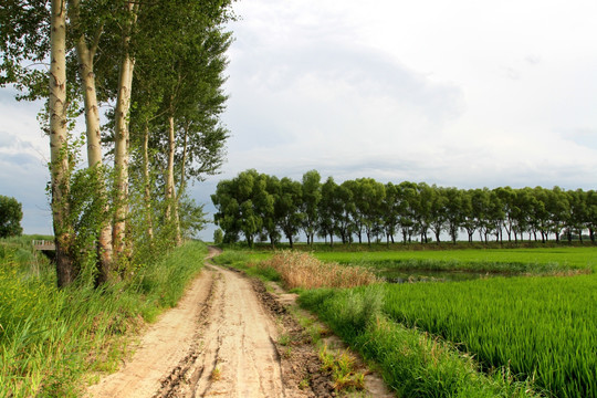 田间路 防风林 路 小路 马路