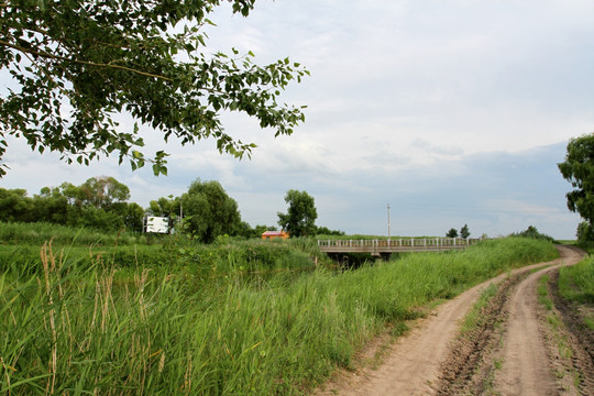 田间路 防风林 路 小路 马路