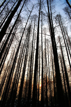 冬日树林晨光