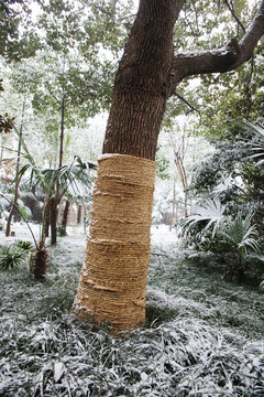 冬天大树保护