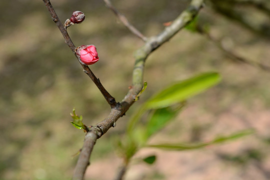 桃花