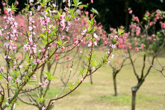 桃花