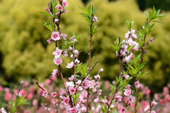 桃花