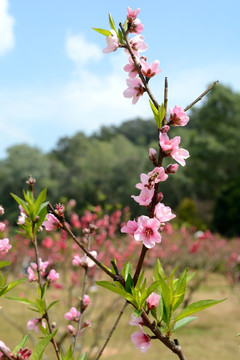 桃花