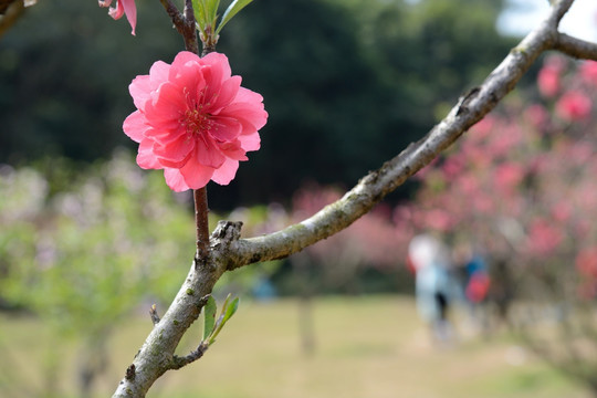 桃花