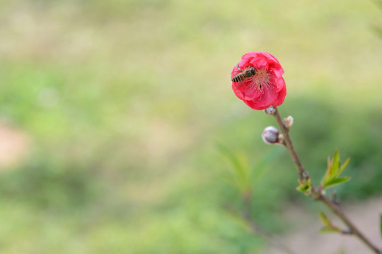 桃花