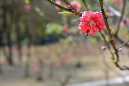 桃花