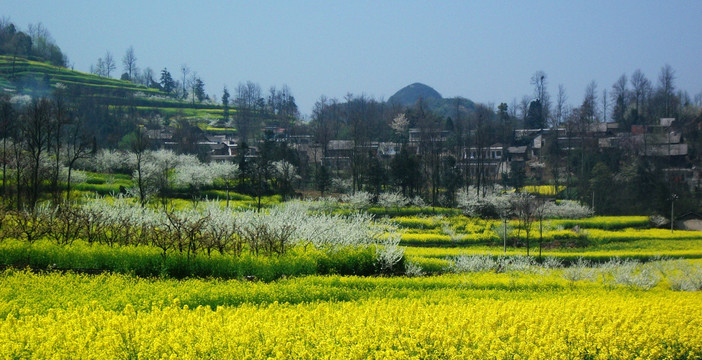 清镇山区油菜花海