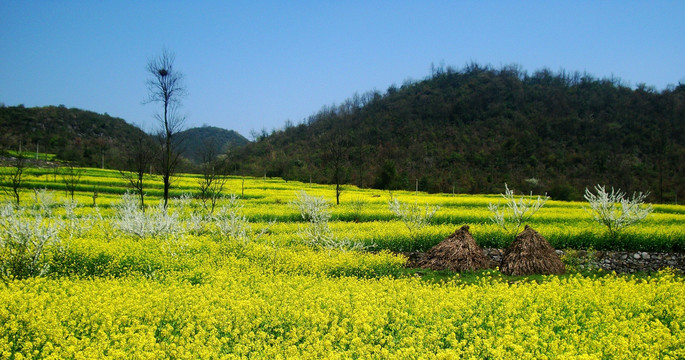 清镇山区油菜花海